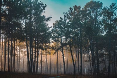 Trees in forest against sky