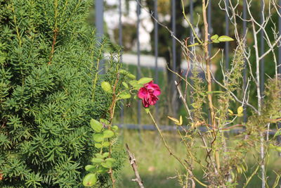 Close-up of flowers blooming outdoors