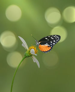 Close-up of butterfly pollinating on flower