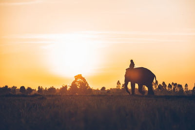 View of a horse on field during sunset