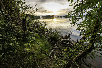 Scenic view of lake in forest against sky