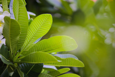 Close-up of fresh green leaves