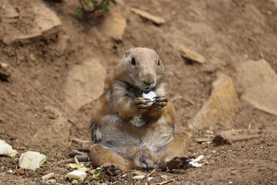 Prairie dog sitting on field