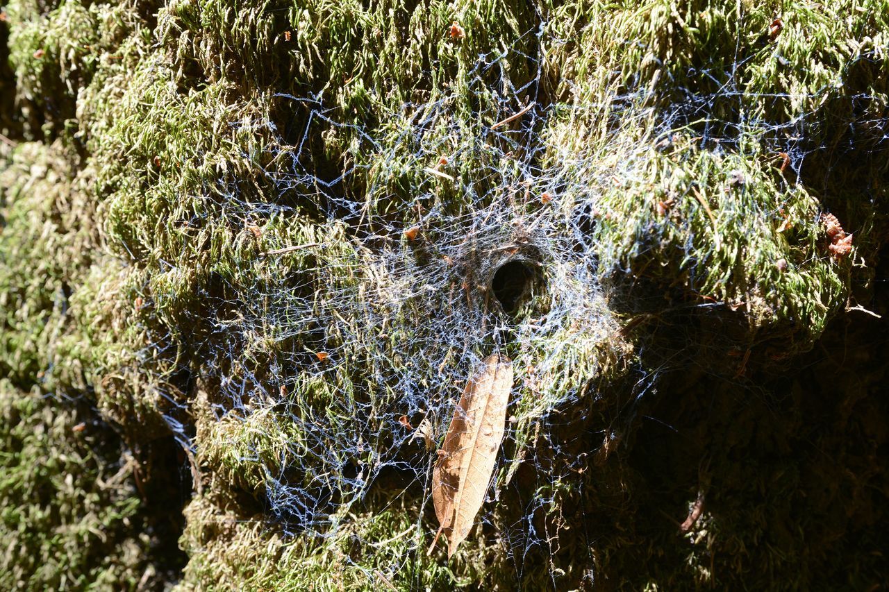 plant, nature, tree, day, no people, growth, sunlight, leaf, water, high angle view, outdoors, green, flower, forest, wildlife, branch, land, beauty in nature, full frame, close-up, grass, spider web