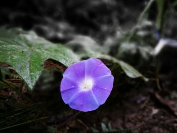 Close-up of purple flower