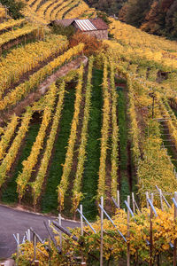 Autumn view of vineyard and hovels