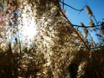 Low angle view of trees against sky