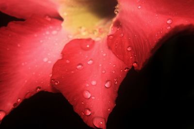 Close-up of raindrops on red rose