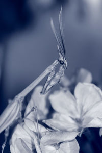 Close-up of insect on plant