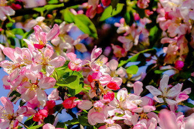 Close-up of pink flowering plant