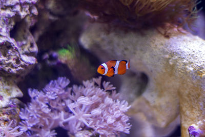 Close-up of clown fish swimming undersea