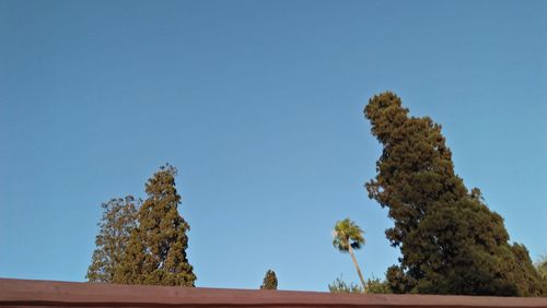 Low angle view of trees against clear blue sky