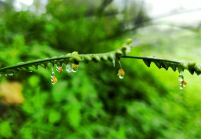 Close-up of water drops on plant