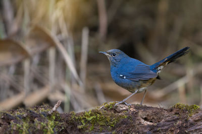 Close-up of bird perching on wood