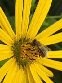 Close-up of bee on yellow flower