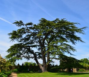 Trees on grassy field