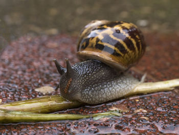 Close-up of snail