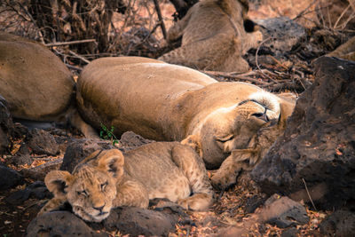 View of sleeping lions
