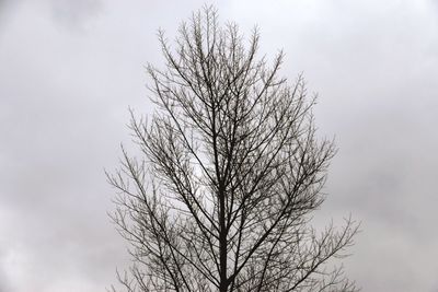 Low angle view of bare tree against clear sky