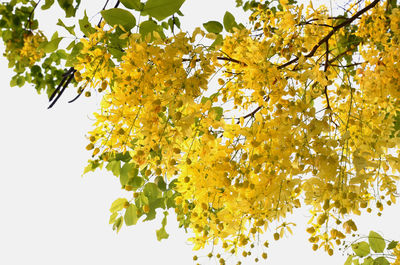 Low angle view of yellow tree against sky