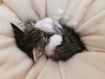 Cat sleeping on bed