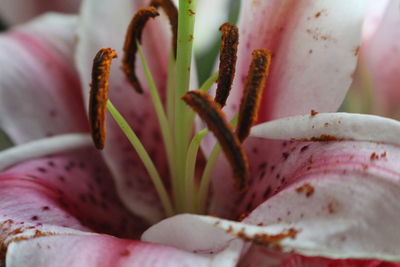 Close-up of flower