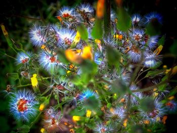 Close-up of flower tree