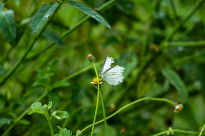 Close-up of white flowering plant