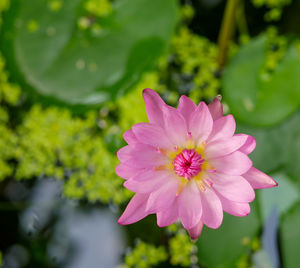 Close-up of pink flower