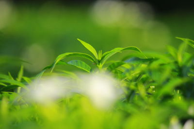 Close-up of fresh green plant on field