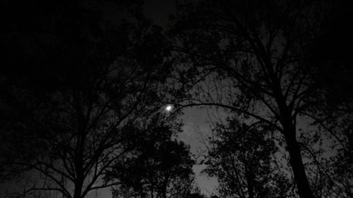 Low angle view of bare trees against sky