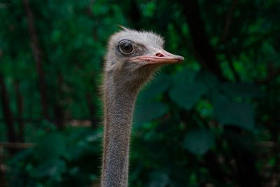 Close-up of a bird against blurred background