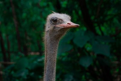 Close-up of ostrich against trees