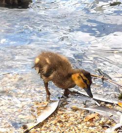 High angle view of duck swimming on lake