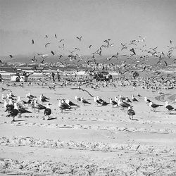 Flock of birds flying over white background