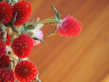 Close-up of red berries on plant