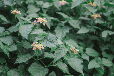 Close-up of butterfly on white flower blooming outdoors
