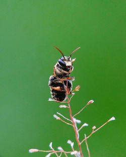 Close-up of bee on leaf