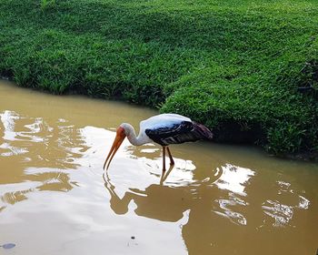 High angle view of bird on lake