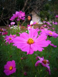 Close-up of pink flowers blooming outdoors