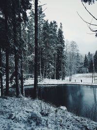 Scenic view of trees against sky during winter