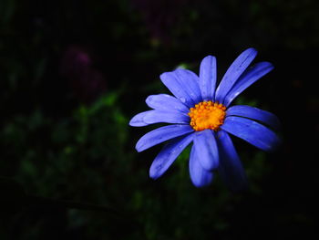 Close-up of purple flowering plant