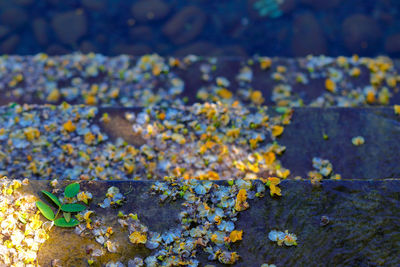 Close-up of flowers against blurred background