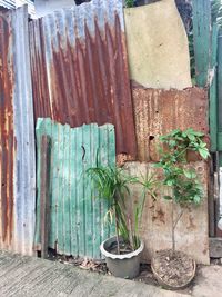 Plants growing in rusty container