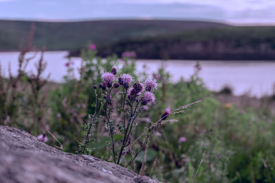 Close-up of purple flowering plant