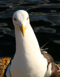 Close-up of seagull