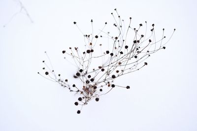 Low angle view of plant against white background
