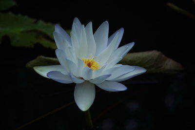 Close-up of lotus water lily blooming outdoors