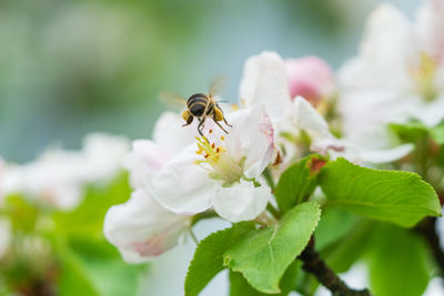 Close-up of bee pollinating on flower