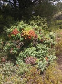 High angle view of flowering trees in forest